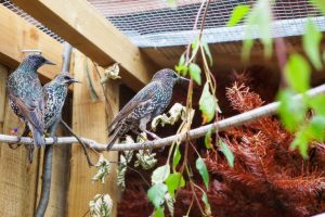 starlings