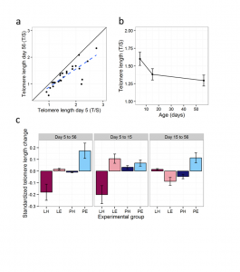 Telomeres shortened rapidly in early life, but they shortened differentially according to early experience